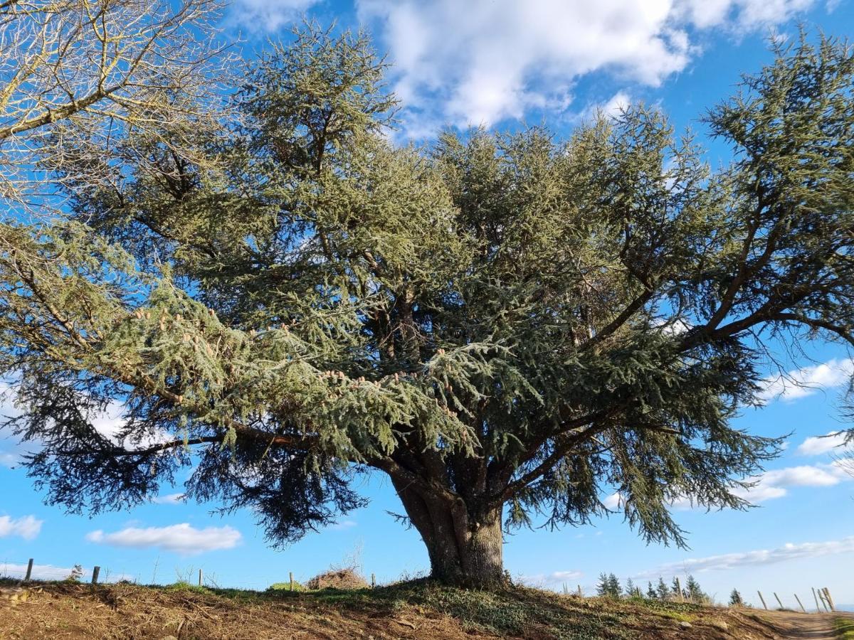L'Oeil De Carcassonne Villa Caudebronde Ngoại thất bức ảnh